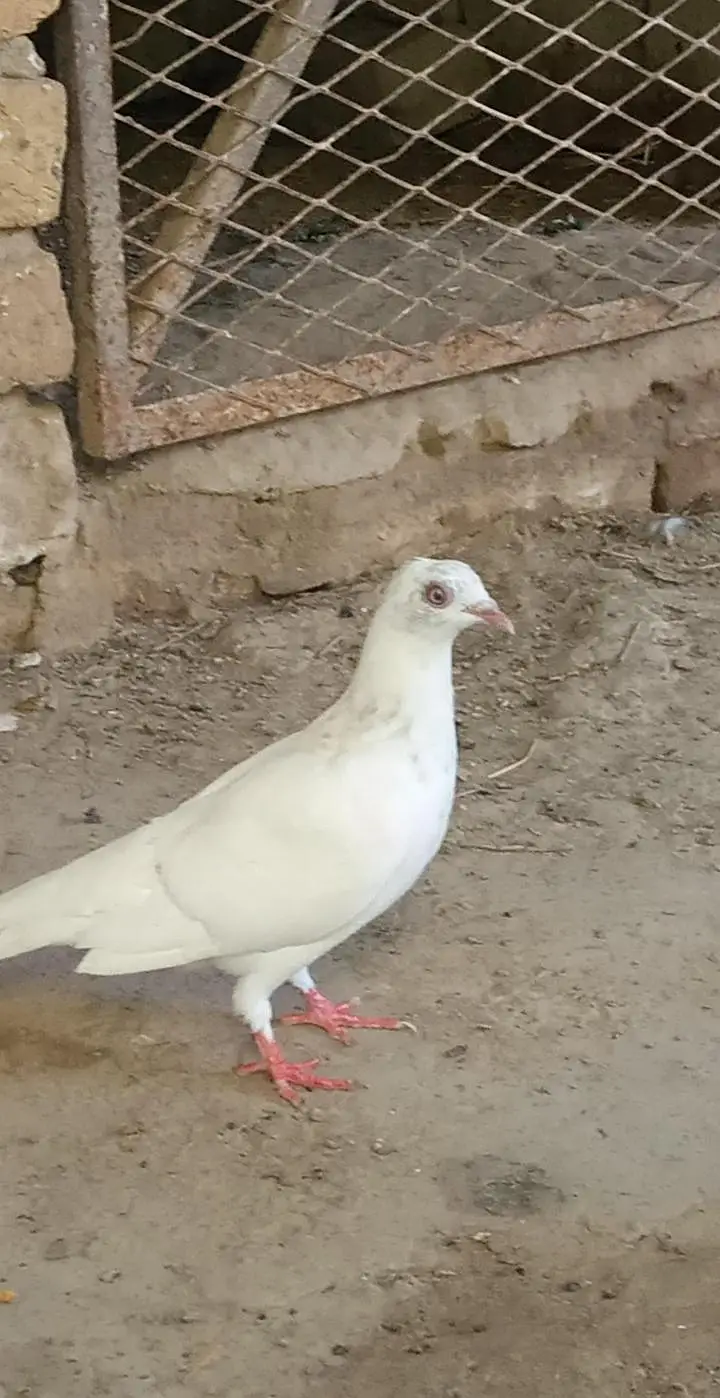 Pigeons for sale Contact number= 03245974166 — photo 4