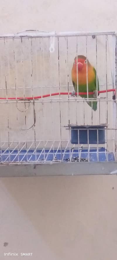 beautiful bird for sell