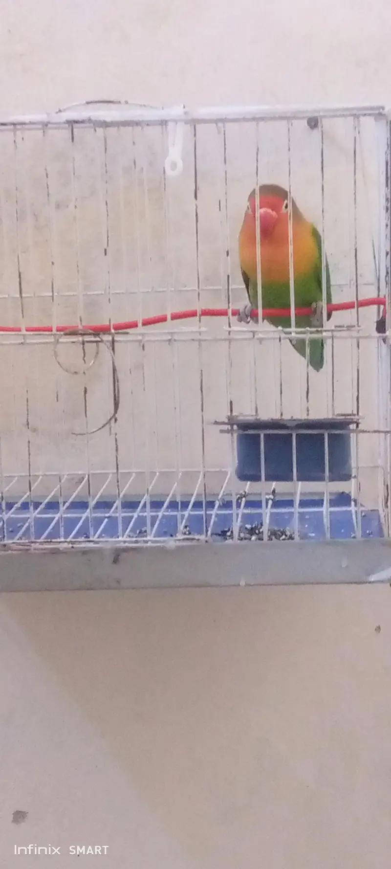 beautiful bird for sell