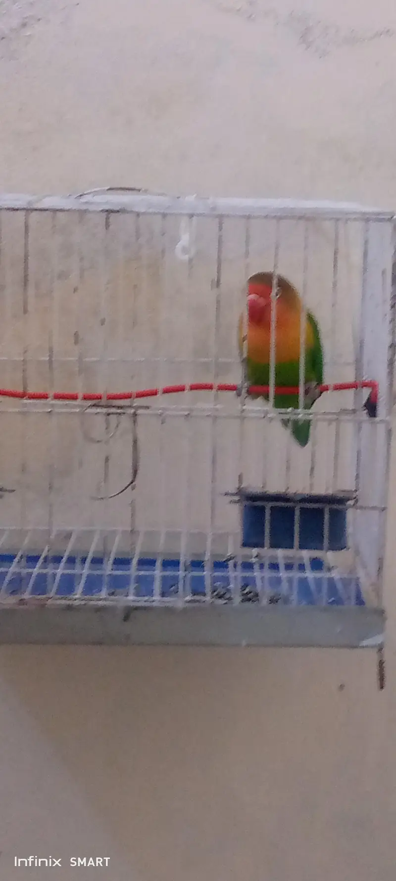 beautiful bird for sell — photo 2