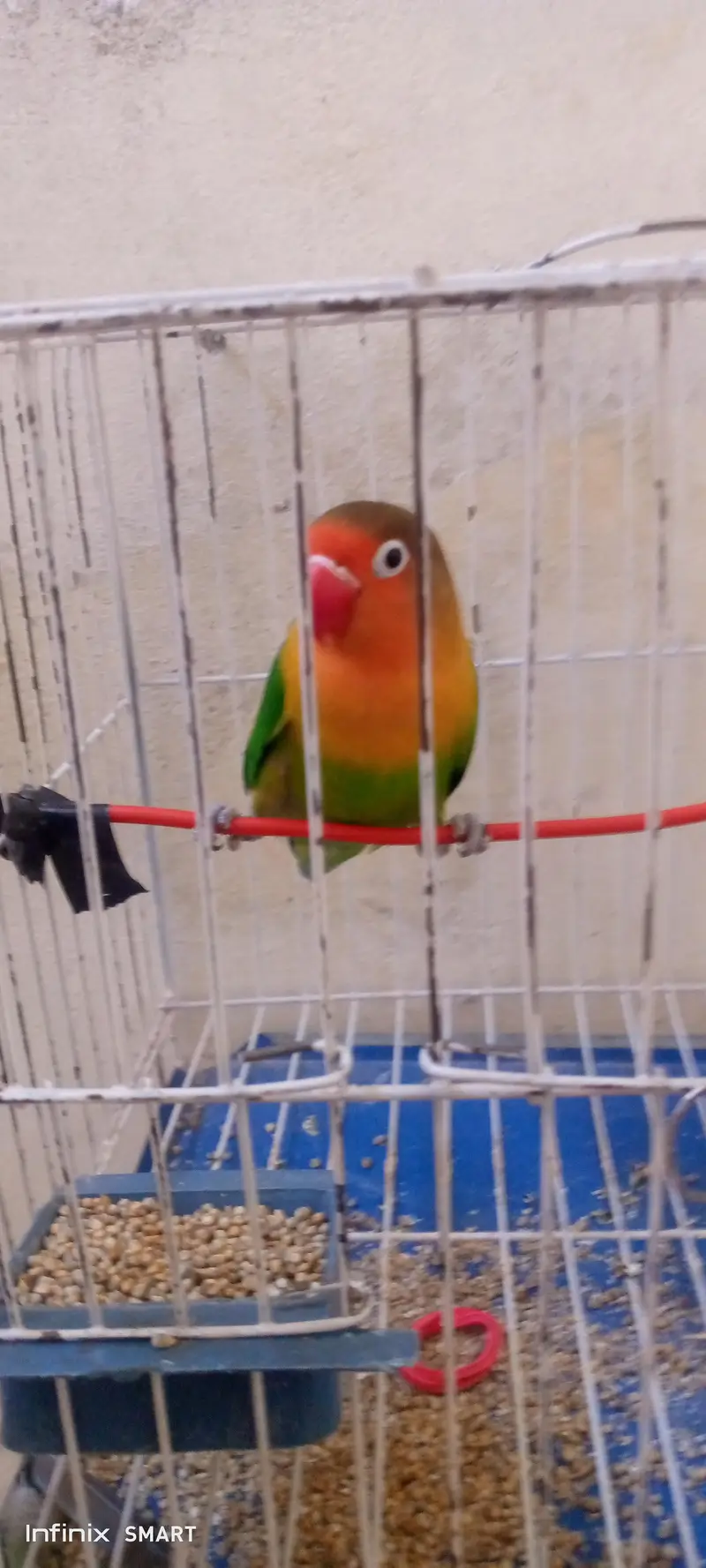 beautiful bird for sell — photo 3