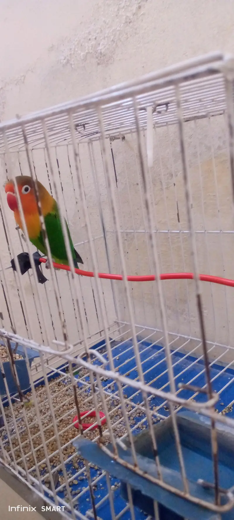 beautiful bird for sell — photo 4