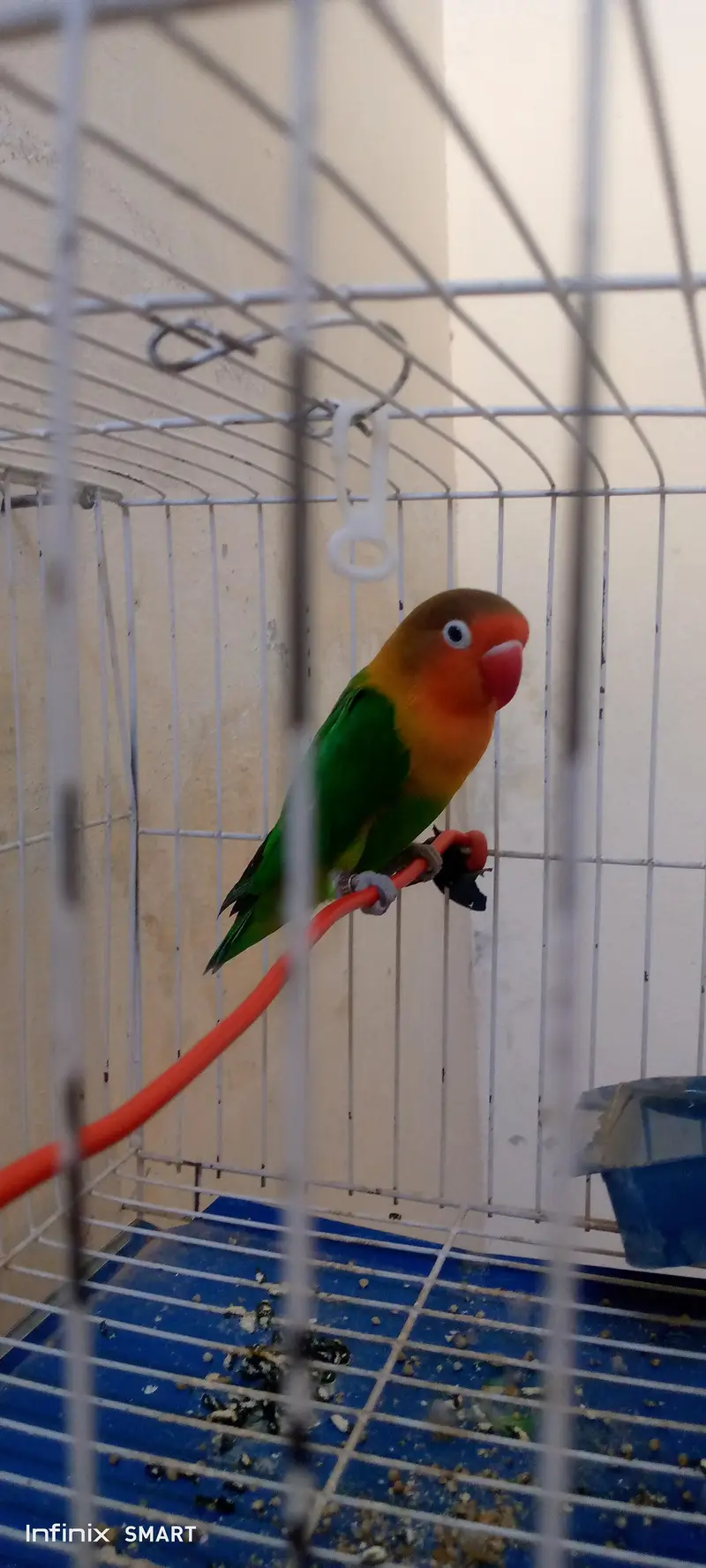 beautiful bird for sell — photo 5
