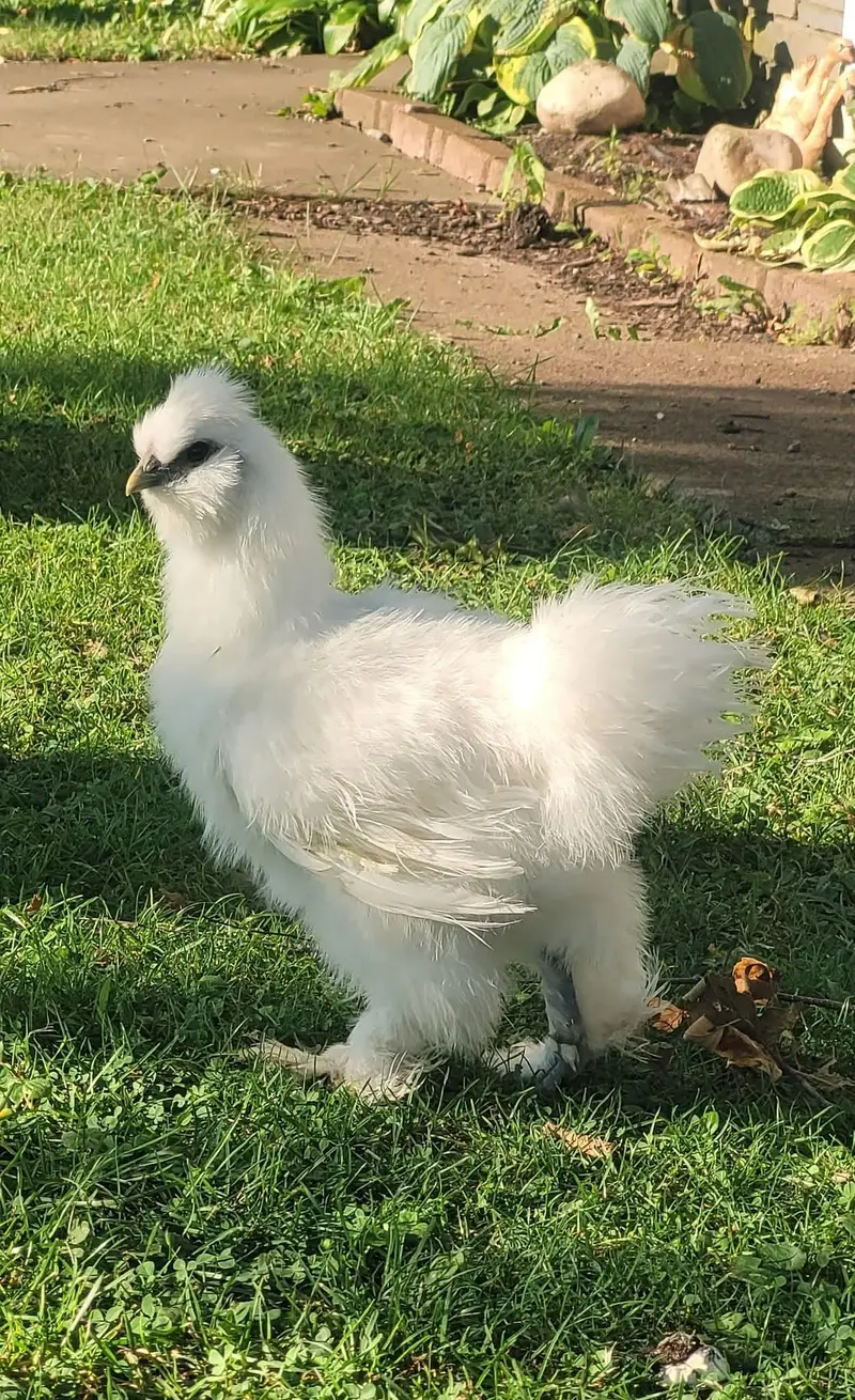 Golden Heavy Buff Cochine Silkie Bantum Brahma Polish Sibrite Yokohama — photo 3