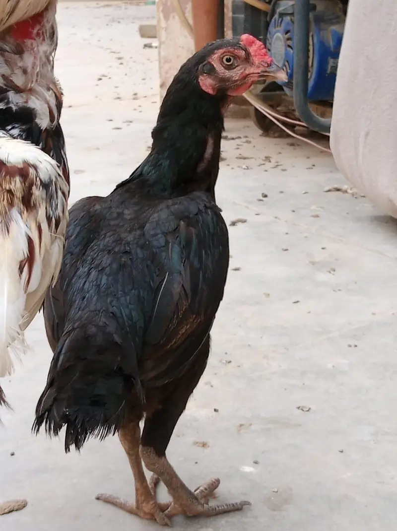 aseel pair