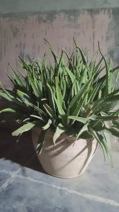 aloe vera plant