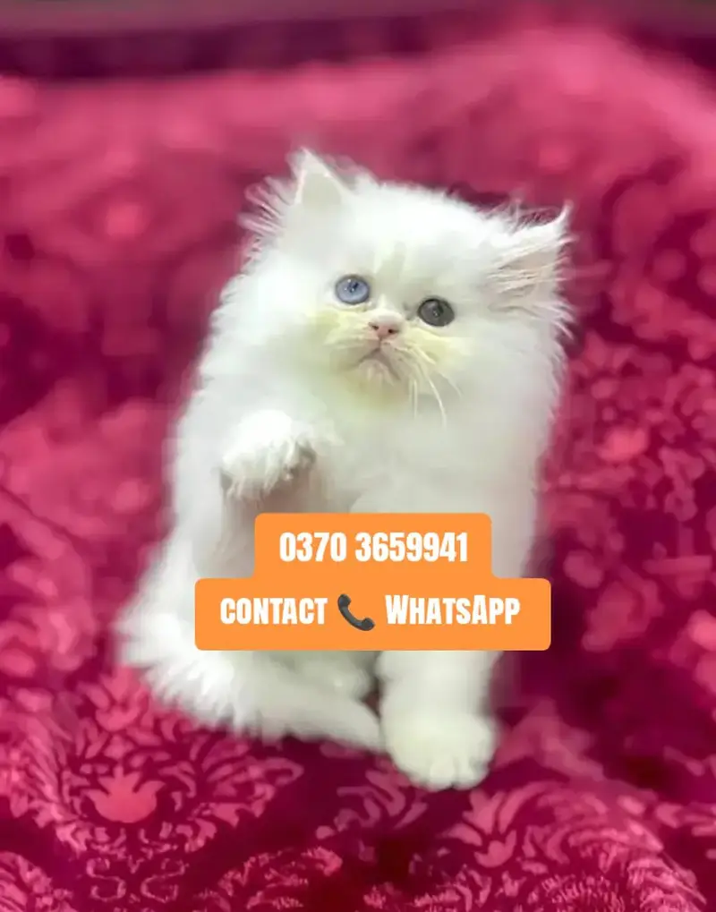 ( Persian Female Kitten ) For sale ( vaccinated )