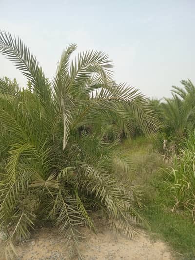 Silvester Palm  10 years old  150 trees For Sale