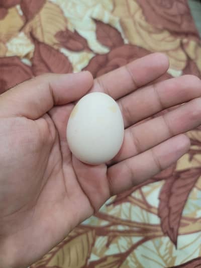 Heera aseel fertile egg