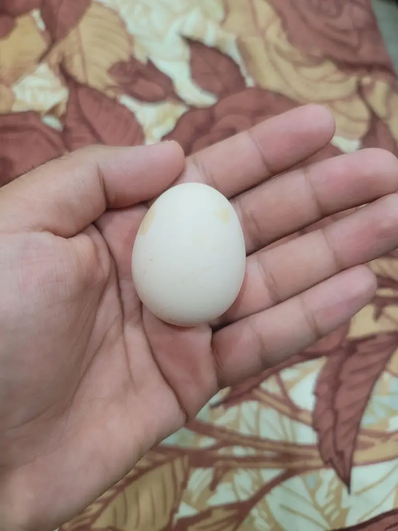 Heera aseel fertile egg