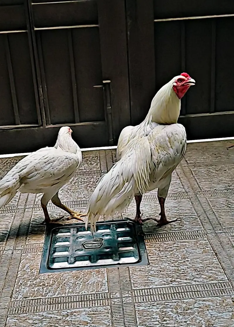 Heera aseel fertile egg — photo 2