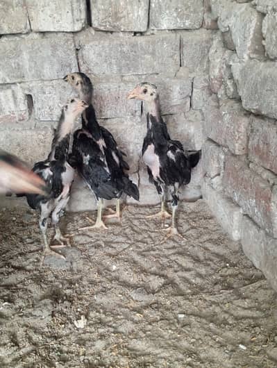 shamo chicks