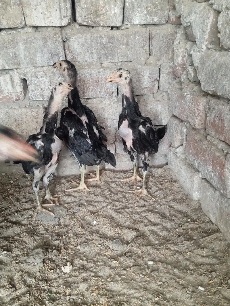 shamo chicks