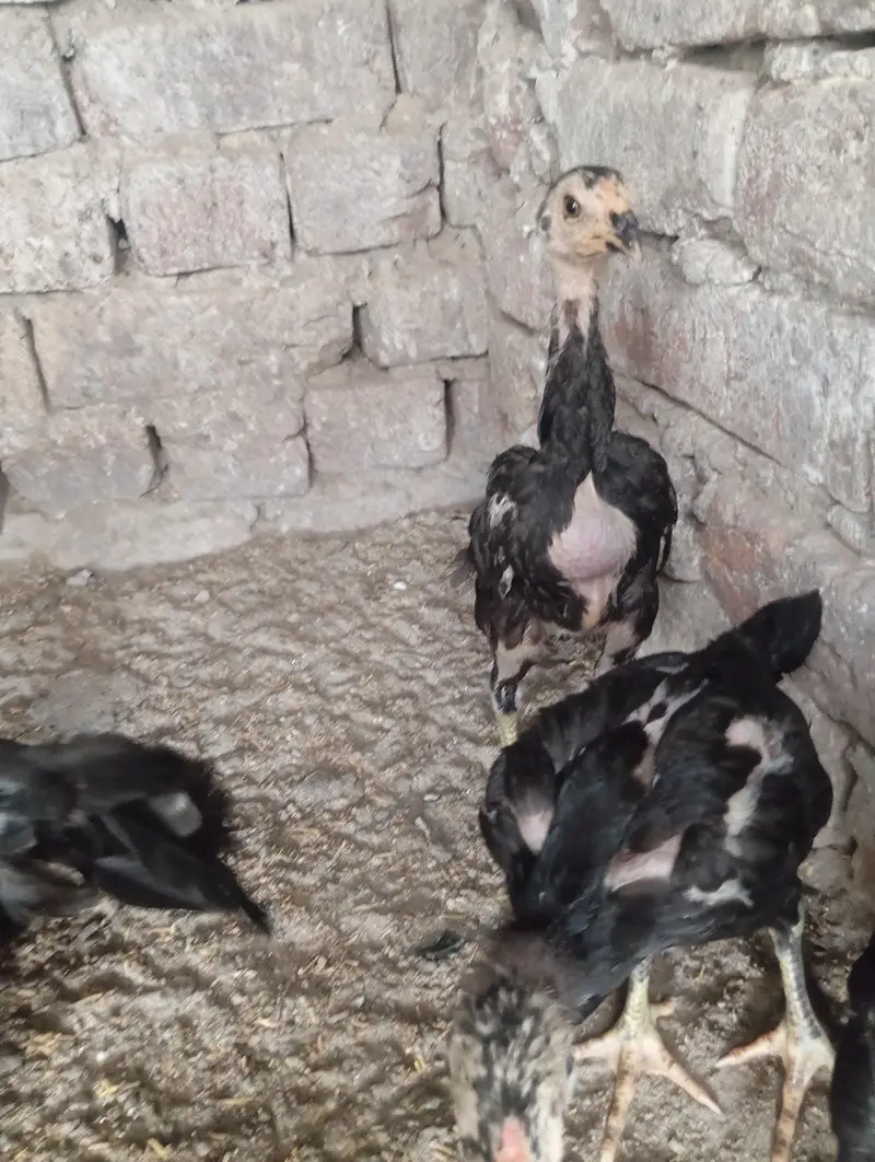 shamo chicks — photo 2