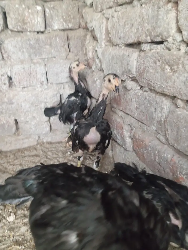 shamo chicks — photo 3