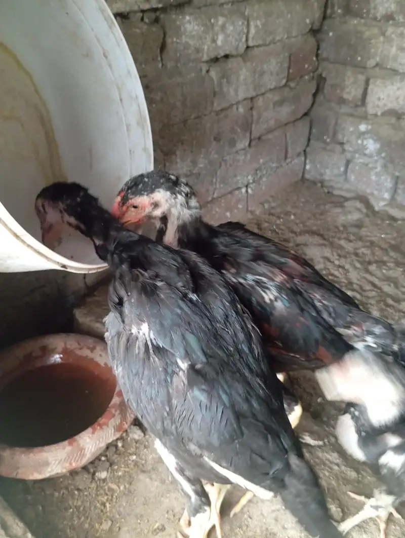shamo chicks — photo 4