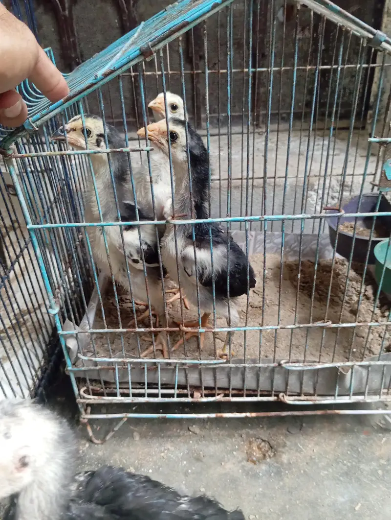 shamo chicks — photo 5