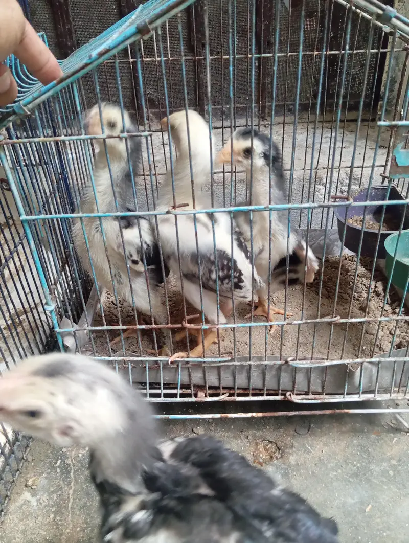 shamo chicks — photo 6