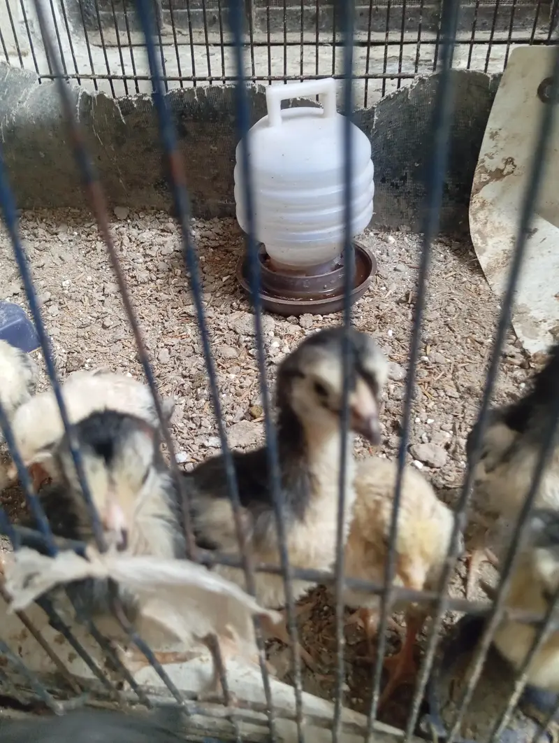 shamo chicks — photo 8