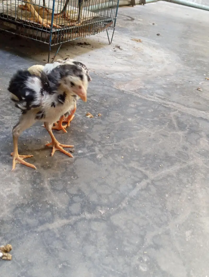 shamo chicks — photo 9