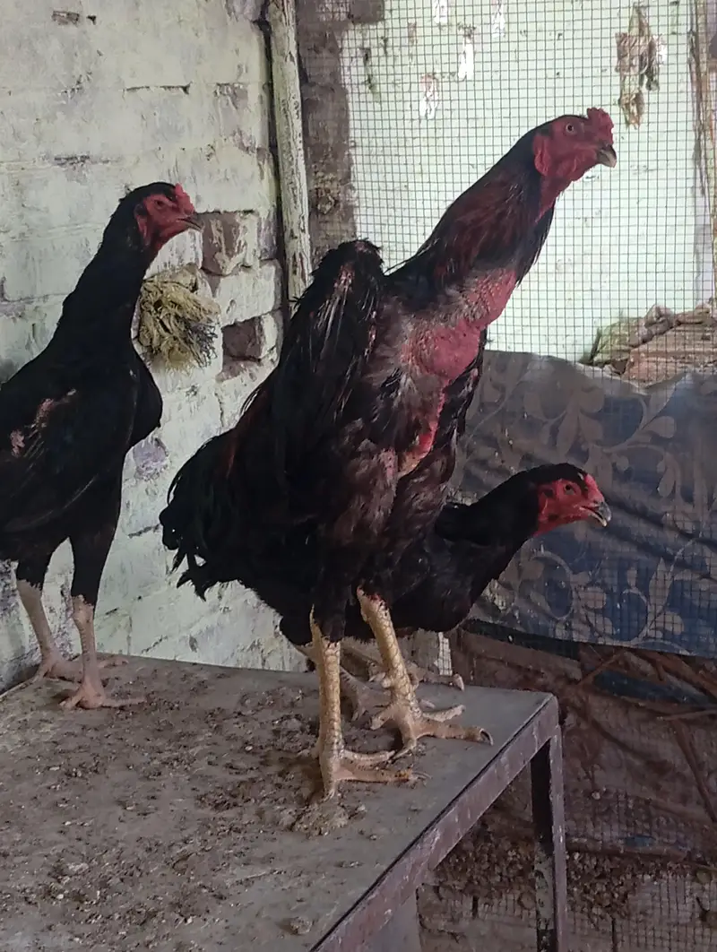 shamo chicks — photo 10