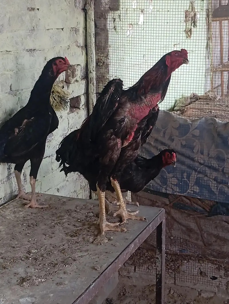 shamo chicks — photo 11