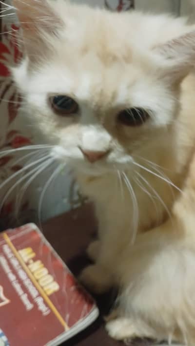 nice cat