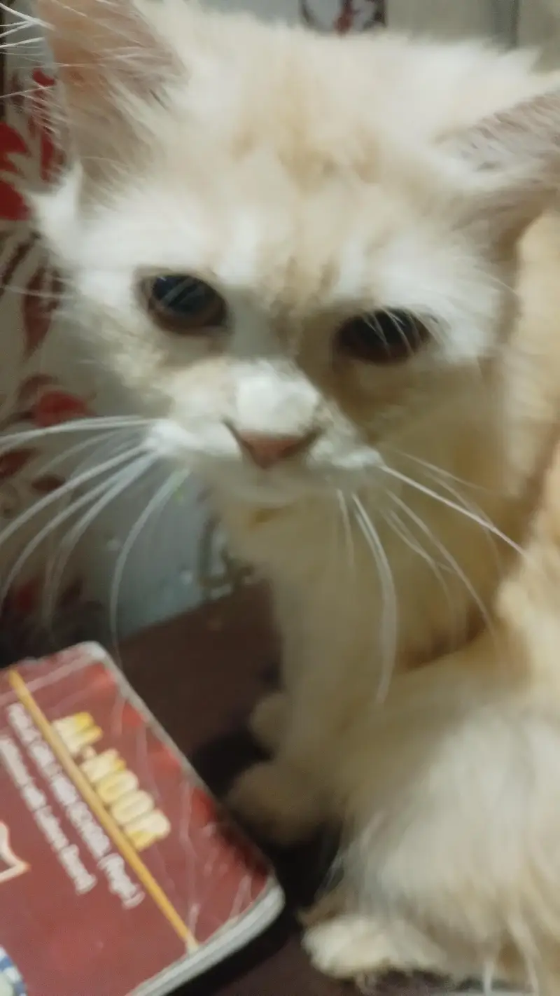 nice cat