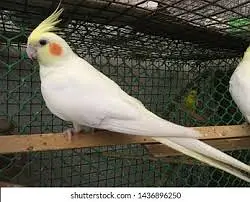 Common white cocktaiel