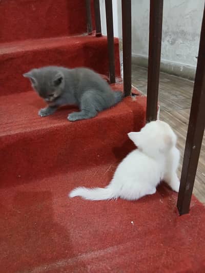 persian kittens