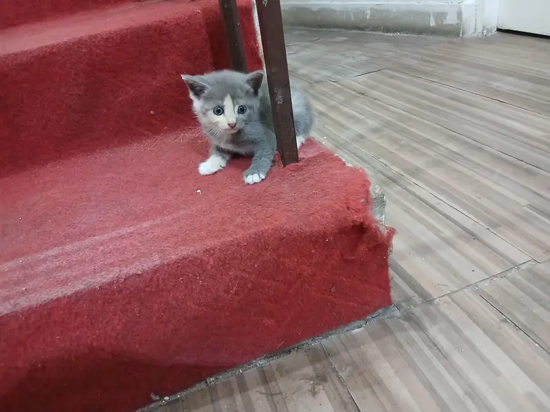 persian kittens — photo 2