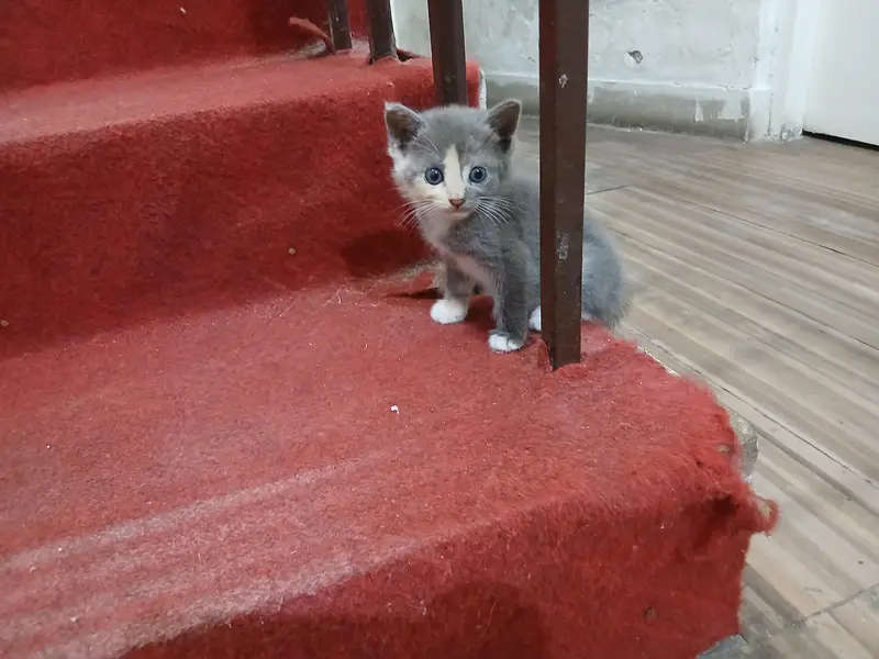 persian kittens — photo 3