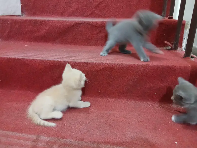 persian kittens — photo 4