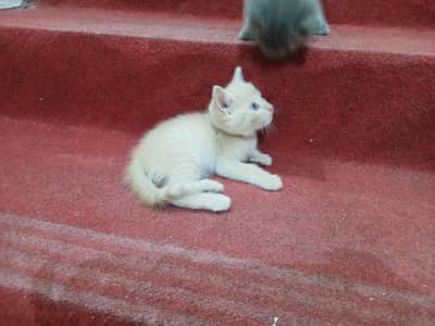 persian kittens