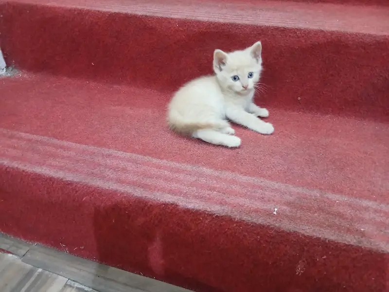 persian kittens — photo 6