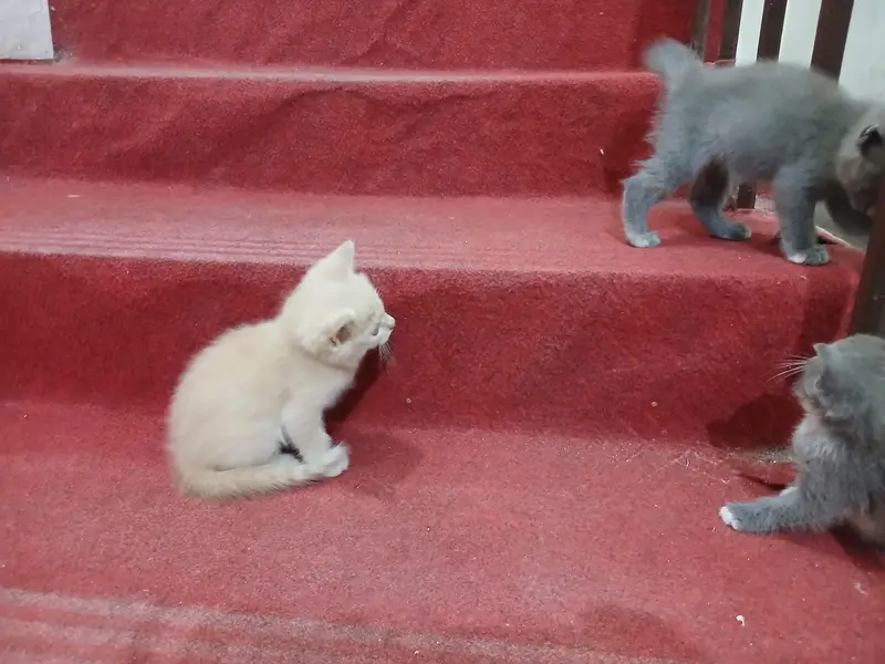 persian kittens — photo 7