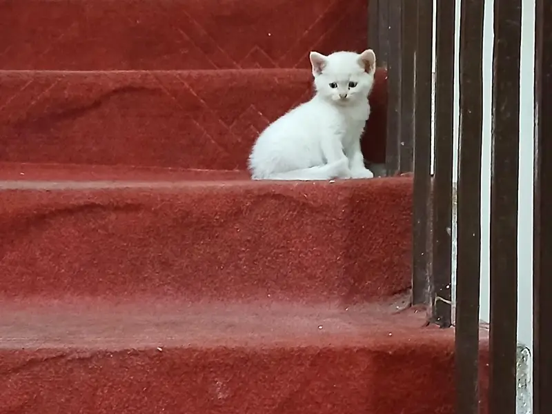 persian kittens — photo 8
