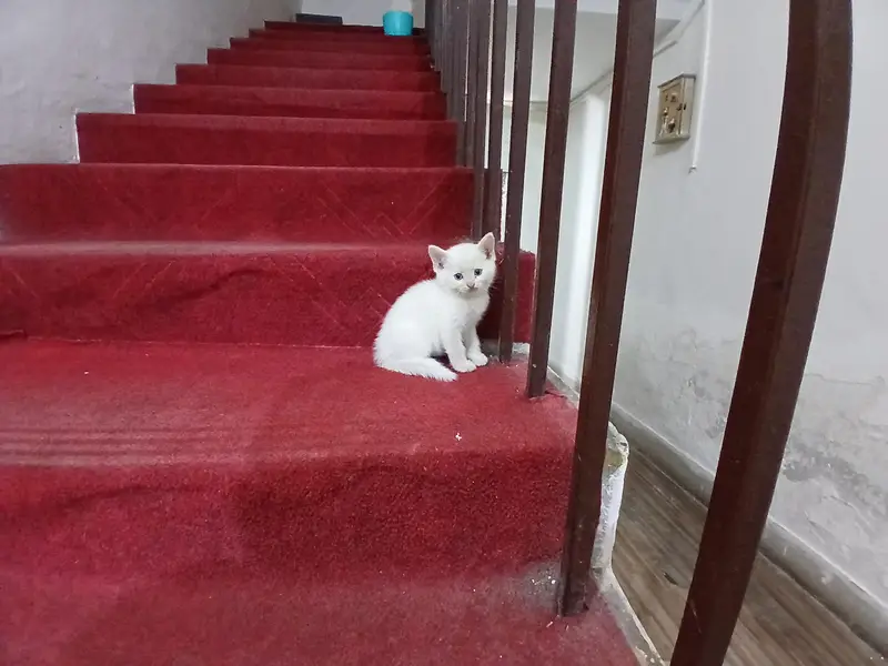 persian kittens — photo 9