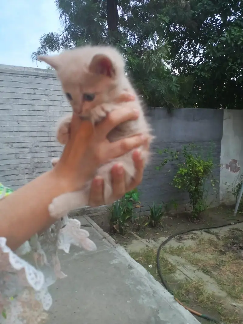 persian kittens — photo 10