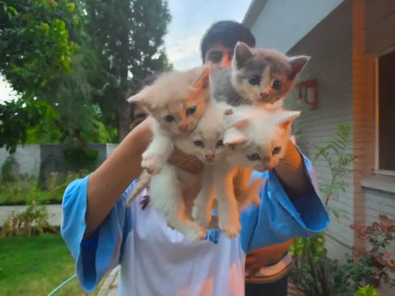 persian kittens — photo 11