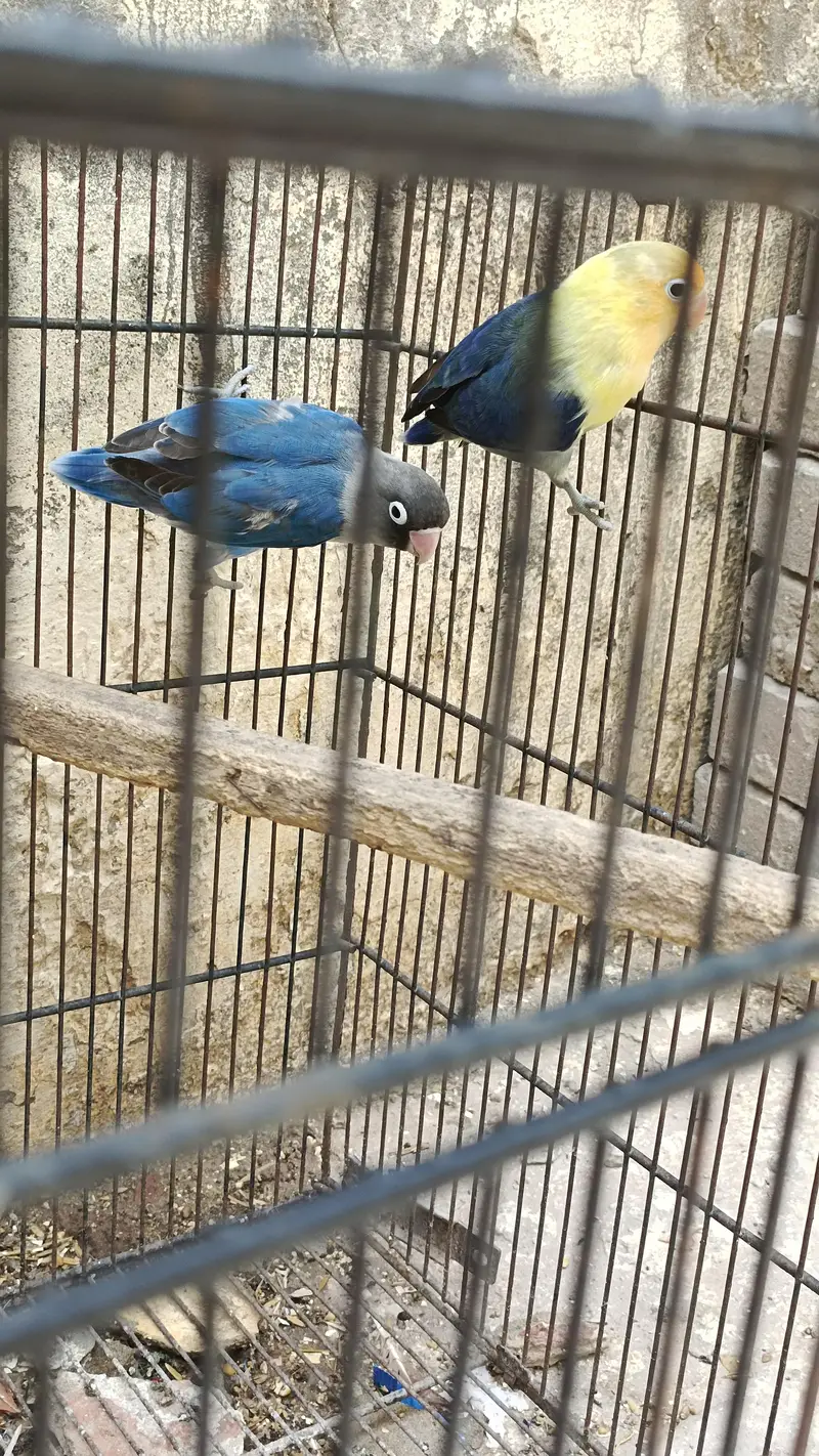 lovebird pair for sale