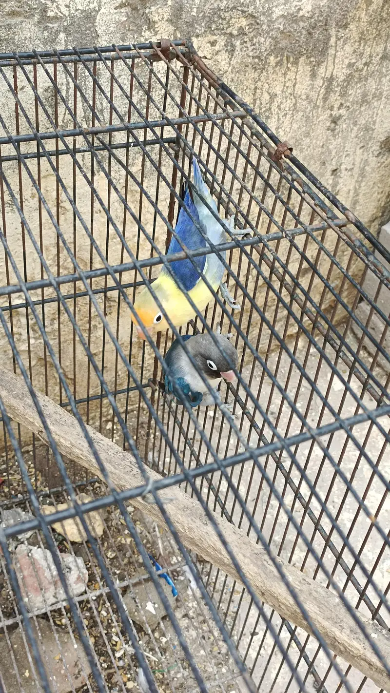 lovebird pair for sale — photo 2