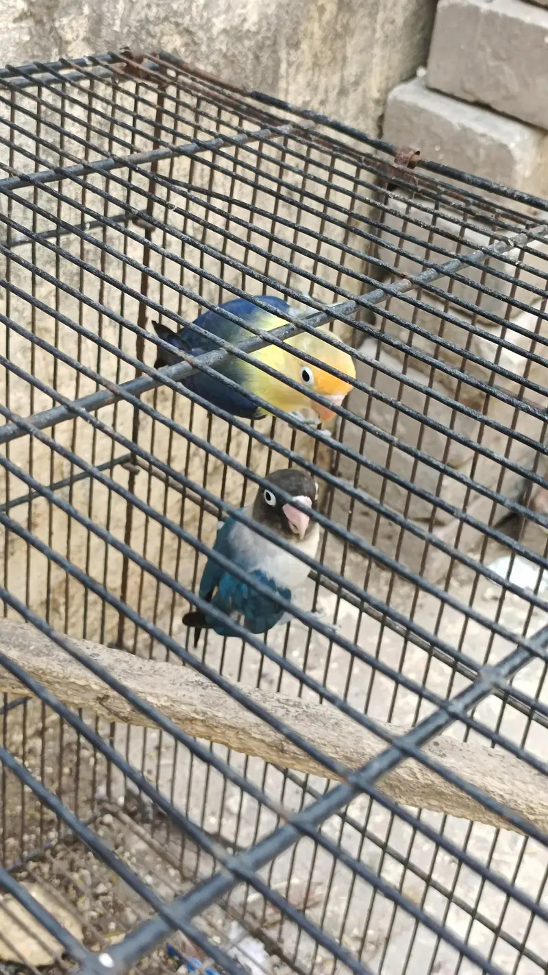 lovebird pair for sale — photo 3