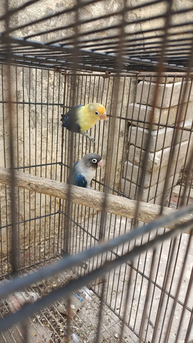 lovebird pair for sale — photo 4