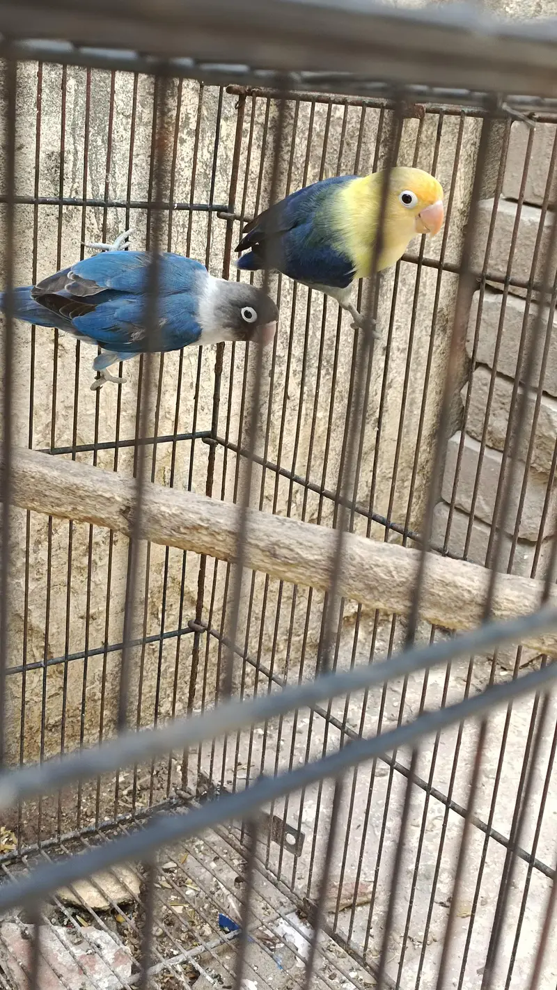 lovebird pair for sale — photo 5