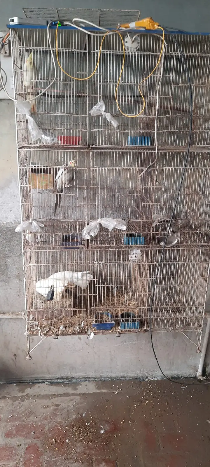 Birds  Cage