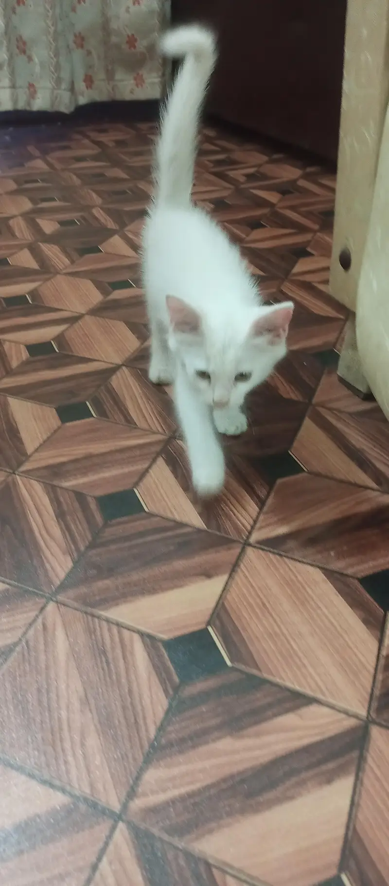 Persian kitten for Sale — photo 2
