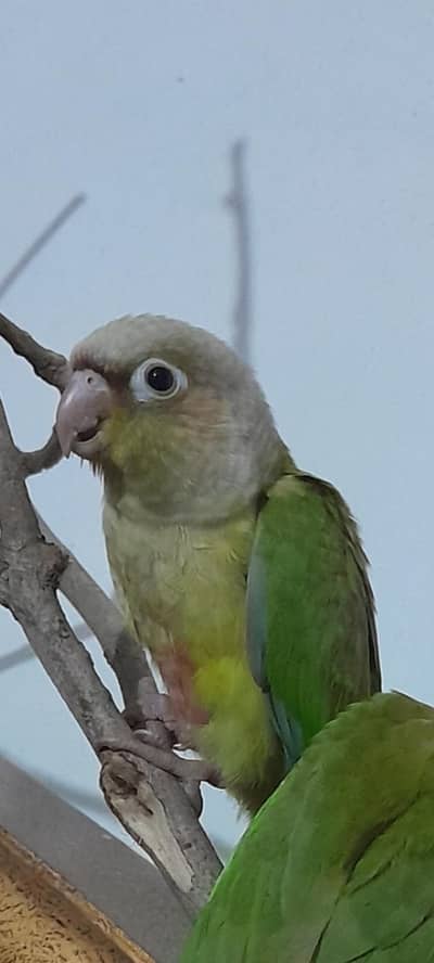 semi tamed pinaple conure