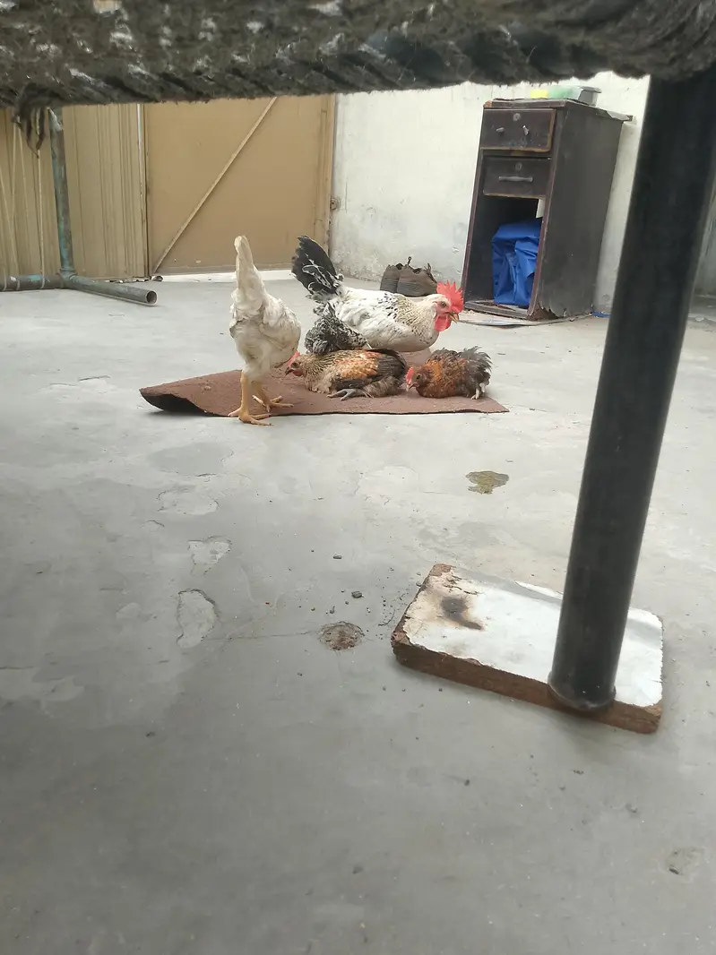 sab mikas hain murgay zayada hain ek 2 murgia hogi — photo 2