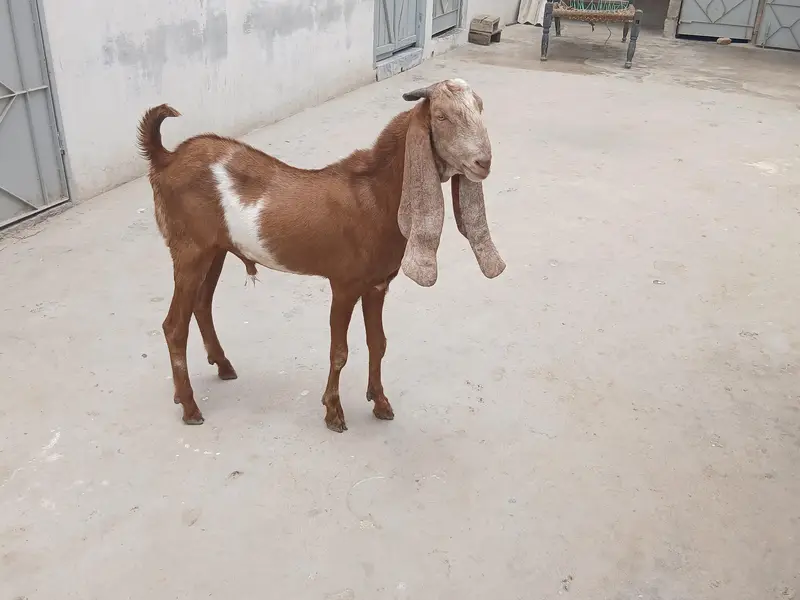 Bakra for sell